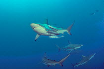 Blacktip sharks (Carcharhinus limbatus) with Remoras (Echeneis naucrates) attached to some of them, Kwazulu-Natal, South Africa. Indian Ocean.