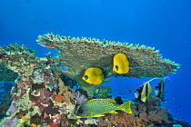 Pair of Masked butterflyfish (Chaetodon semilarvatus), pair of Red Sea bannerfish (Heniochus intermedius) and Backspotted sweetlips (Plectorhinchus gaterinus) under a hard coral table (Acropora) Sudan...