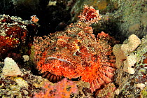 Smallscale scorpionfish (Scorpaenopsis oxycephalus) Sudan. Red Sea.