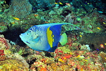 Arabian angelfish (Pomacanthus maculosus) on reef,  Sudan. Red Sea.