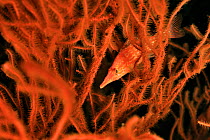Longnose hawkfish (Oxycirrhites typus) in amongst seafan / gorgonian,  Sudan. Red Sea.