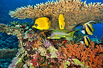 Pair of Masked butterflyfish (Chaetodon semilarvatus), pair of Red Sea bannerfish (Heniochus intermedius) and Blackspotted sweetlips (Plectorhinchus gaterinus) under a hard coral table (Acropora) Suda...