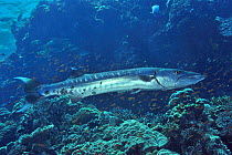 Great barracuda (Sphyraena barracuda) on reef,  Sudan. Red Sea.