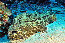 Brown-marbled grouper (Epinephelus fuscoguttatus) laying on  sandy sea floor, whilst cleaned by a Bluestreak cleaner wrasse (Labroides dimidiatus) Sudan. Red Sea.