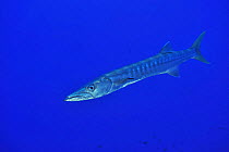 Blackfin barracudas (Sphyraena qenie) in open water cleaned by a Bluestreak cleaner wrasse (Labroides dimidiatus) Sudan. Red Sea.