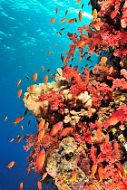 Coral drop off with Soft corals (Dendronephthya) and (Scleronephthya) and Jewel fairy basslets (Pseudanthias squamipinnis) Sudan. Red Sea.