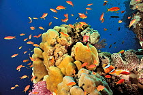 Coral drop off with hard corals (Porites) and jewel fairy basslets (Pseudanthias squamipinnis) and two-band anemonefish (Amphiprion bicinctus) in a Mertens' sea anemone (Stichodactyla mertensii) Sudan...