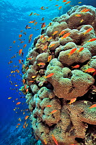 Coral drop off with hard corals possibly (Porites) and Kewel fairy basslets (Pseudanthias squamipinnis) Sudan. Red Sea.