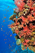Coral drop off with soft corals (Dendronephthya) and (Sarcophyton ), hard corals (Acropora) and (Porites) and Jewel fairy basslets (Pseudanthias squamipinnis) Sudan. Red Sea.
