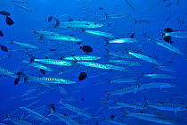 School of Blackfin barracudas (Sphyraena qenie) with Black surgeonfish (Acanthurus gahhm) Sudan. Red Sea.