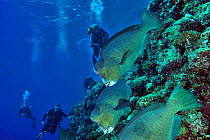 Group of Humphead parrotfish (Bolbometopon muricatum) swimming by coral drop off with divers in the background,  Sudan. Red Sea. June 2013.