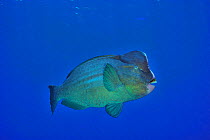 Humphead parrotfish (Bolbometopon muricatum) swimming in open water, Sudan. Red Sea.