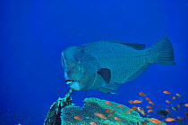 Humphead parrotfish (Bolbometopon muricatum) above coral reef, cleaned by two Blue streaked cleaner wrasses (Labroides dimidiatus) among Jewel fairy basslets / anthias (Pseudanthias squamipinnis) Suda...