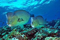 Two Humphead parrotfish (Bolbometopon muricatum) swimming on above coral reef,  Sudan. Red Sea.