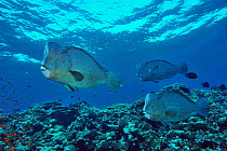 Group of Humphead parrotfish (Bolbometopon muricatum) swimming above coral reef,  Sudan. Red Sea.