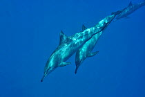 Pod of Spinner dolphins (Stenella longirostris) Sudan. Red Sea.