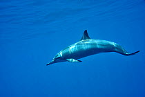 Spinner dolphin (Stenella longirostris) Sudan. Red Sea.