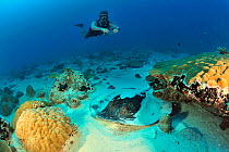 Diver swimming above Blackspotted stingray (Taeniura meyeni) Maldives. Indian Ocean. April 2013.