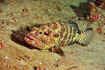 Greasy grouper (Epinephelus tauvina) Maldives. Indian Ocean.
