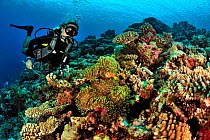 Diver on a reef with hard corals (Porites) and Table corals (Acropora) and Magnificent sea anemone (Heteractis magnifica) with Maldives anemonefish (Amphiprion nigripes) Maldives. Indian Ocean. March...