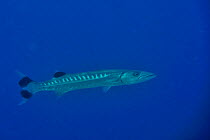 Great barracuda (Sphyraena barracuda) in open water,  Maldives. Indian Ocean.