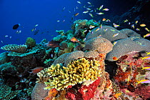 Coral reef with hard corals (Acropora ) and Jewel fairy basslets / anthias (Pseudanthias squamipinnis) and Yellow-tail / yellowback basslets (Pseudanthias evansi) Maldives. Indian Ocean.