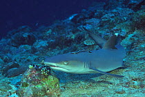 White tip shark (Triaenodon obesus) resting on sea floor with a remora (Echeneis naucrates) attached to its back,  Maldives. Indian Ocean.