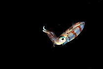 Caribbean reef squid (Sepioteuthis sepioidea) swimming in open water at night,  Guadeloupe Island, Mexico. Caribbean.