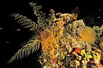 Giant basket star (Astrophyton muricatum) at night,  Guadeloupe Island, Mexico. Caribbean.