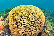 Brain coral (Diploria labyrinthiformis) Guadeloupe Island, Mexico. Caribbean.