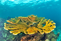 Elkhorn coral  (Acropora palmata) Guadeloupe Island, Mexico. Caribbean.