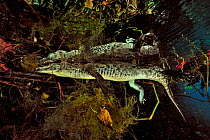 Morelet's crocodile / Central American crocodile (Crocodylus moreletii) hiding in the plants at the surface of the cenote, Car Wash  Cenote/ Aktun Ha, Yucatan peninsula, Mexico.