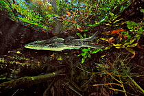 Morelet's crocodile / Central American crocodile (Crocodylus moreletii) hiding in the plants at the surface of the cenote, Car Wash  Cenote/ Aktun Ha, Yucatan peninsula, Mexico.