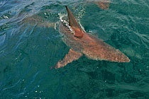Blacktip shark (Carcharhinus limbatus) at surface, attracted by bait. Kwazulu-Natal, South Africa. Indian Ocean.