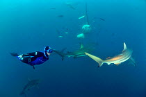 Pierre Frolla, free diving record holder, diving among Blacktip sharks (Carcharhinus limbatus), Kwazulu-Natal, South Africa. Indian Ocean. November 2011.