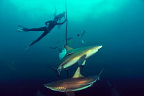Pierre Frolla, free diving record holder of the world, and female diver training with him, diving among Blacktip sharks (Carcharhinus limbatus), Kwazulu-Natal, South Africa. Indian Ocean. November 201...