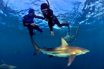 Pierre Frolla, free diving record holder of the world, and female diver training with him, diving among Blacktip sharks (Carcharhinus limbatus), Kwazulu-Natal, South Africa. Indian Ocean. November 201...