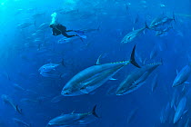 Diver with Atlantic bluefin tuna (Thunnus thynnus) within tuna farm, containing around 1000 per net. Saint Paul's Bay, Malta. Mediterranean Sea. October 2012.