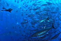 Diver with Atlantic bluefin tuna (Thunnus thynnus) within tuna farm, containing around 1000 per net. Saint Paul's Bay, Malta. Mediterranean Sea. October 2012.