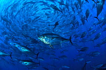 Atlantic bluefin tuna (Thunnus thynnus) within tuna farm, containing around 1000 per net. Saint Paul's Bay, Malta. Mediterranean Sea.