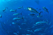 Atlantic bluefin tuna (Thunnus thynnus) within tuna farm, containing around 1000 per net. Saint Paul's Bay, Malta. Mediterranean Sea.