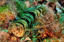 Bluestriped lizardfish (Synodus saurus) resting on bottom, Gozo Island, Malta. Mediterranean Sea.