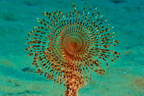 Spiral tube-worm (Sabella spallanzanii), Gozo Island, Malta. Mediterranean Sea.