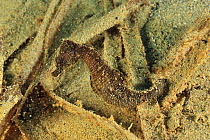 Black short-snouted seahorse (Hippocampus hippocampus) on sea floor, Gozo Island, Malta. Mediterranean Sea.