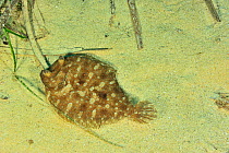 Wide-eyed flounder (Bothus podas) male on sandy sea floor, Gozo Island, Malta. Mediterranean Sea.