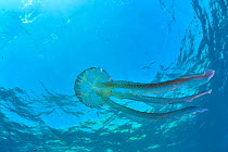 Luminescent jellyfish / Mauve stinger (Pelagia noctiluca) in open water, Gozo Island, Malta. Mediterranean Sea.