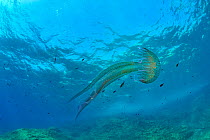 Luminescent jellyfish / Mauve stinger (Pelagia noctiluca) in open water, Gozo Island, Malta. Mediterranean Sea.