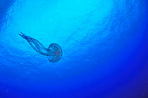 Luminescent jellyfish / mauve stinger (Pelagia noctiluca) in open water, Gozo Island, Malta. Mediterranean Sea.