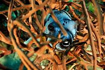 Blackspotted pufferfish (Arothron nigropunctatus) hidden in a sponge,  Madagascar. Indian Ocean.