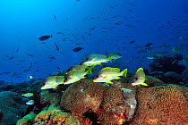 Coral reef with Blackspotted sweetlips (Plectorhinchus gaterinus) Madagascar. Indian Ocean.